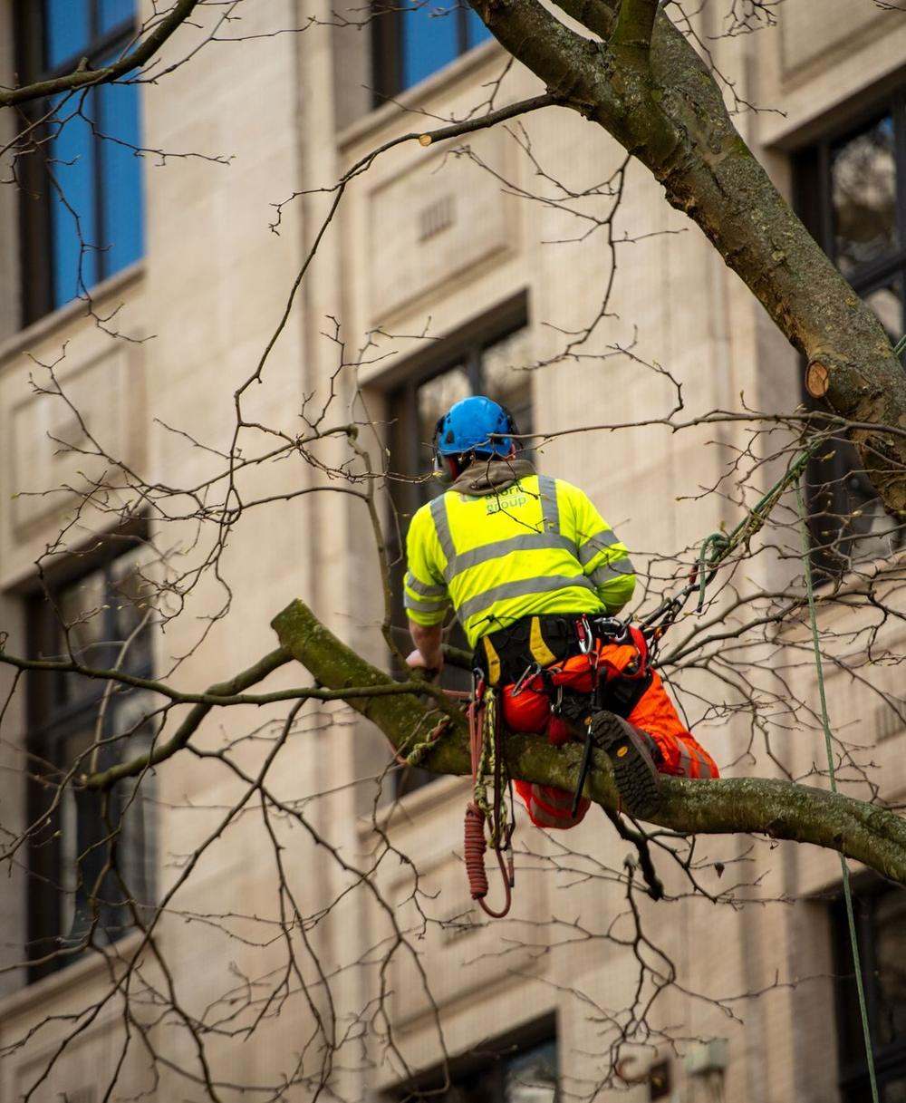 Élagueur en gilet haute visibilité et casque démontant une branche au-dessus d'un bâtiment