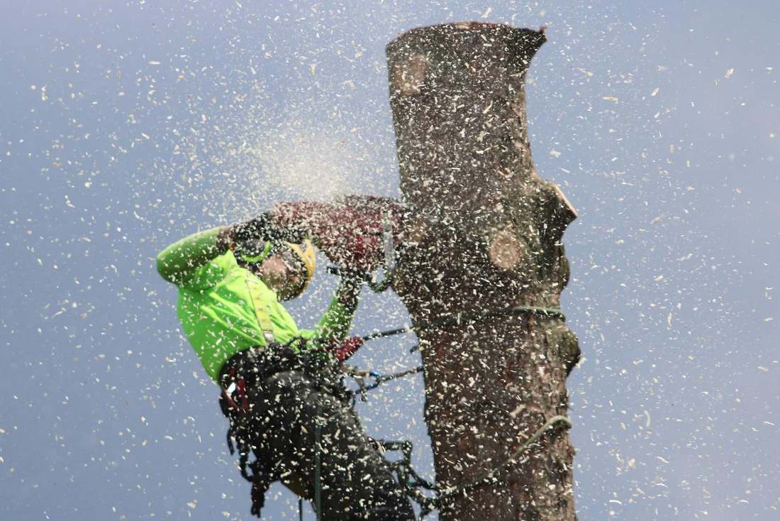 Arboriste-élagueur en pleine découpe au sommet d'un tronc, sciure projetée dans la lumière