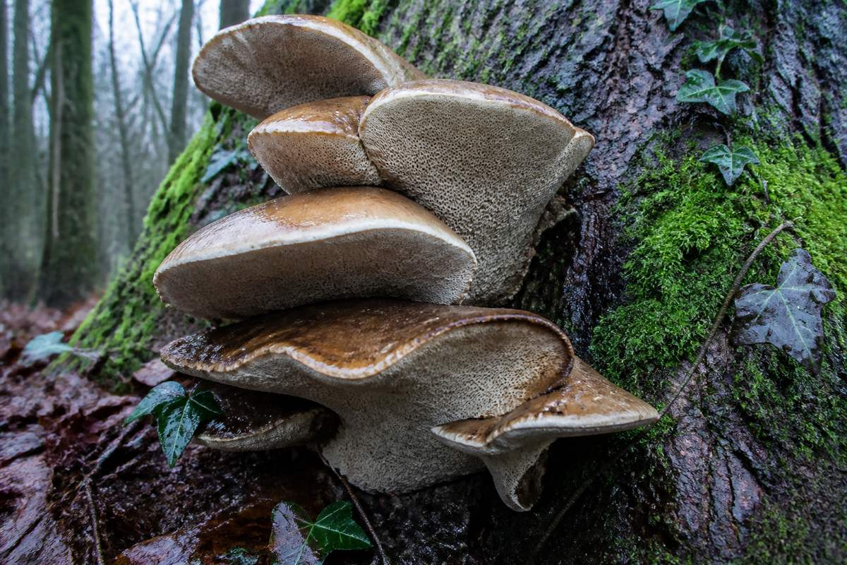 Champignons lignivores en console étagée à la base d'un tronc, écorce humide et mousse au niveau du collet