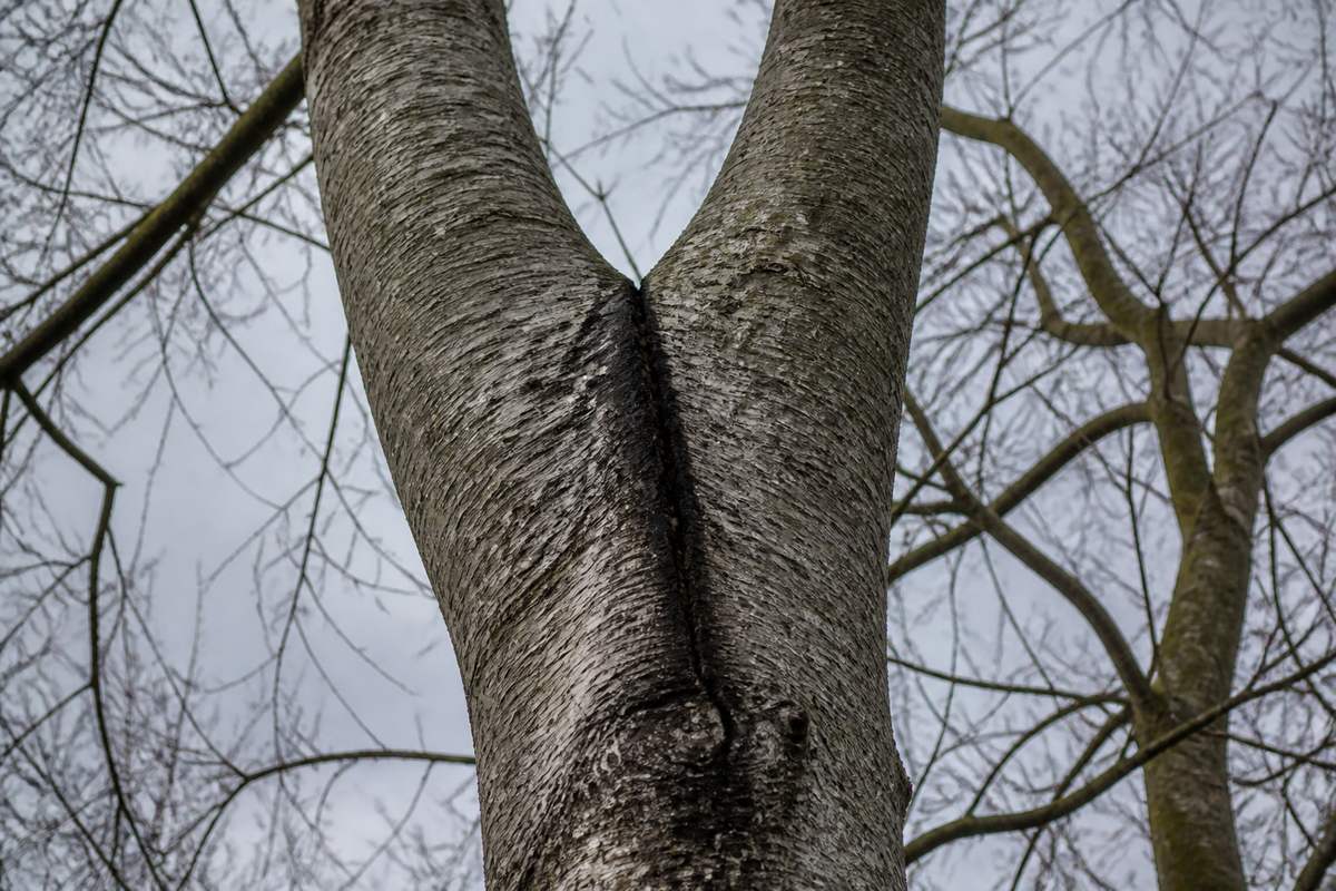 Fissure verticale profonde dans une fourche en V entre deux charpentières, écorce enroulée vers l'intérieur