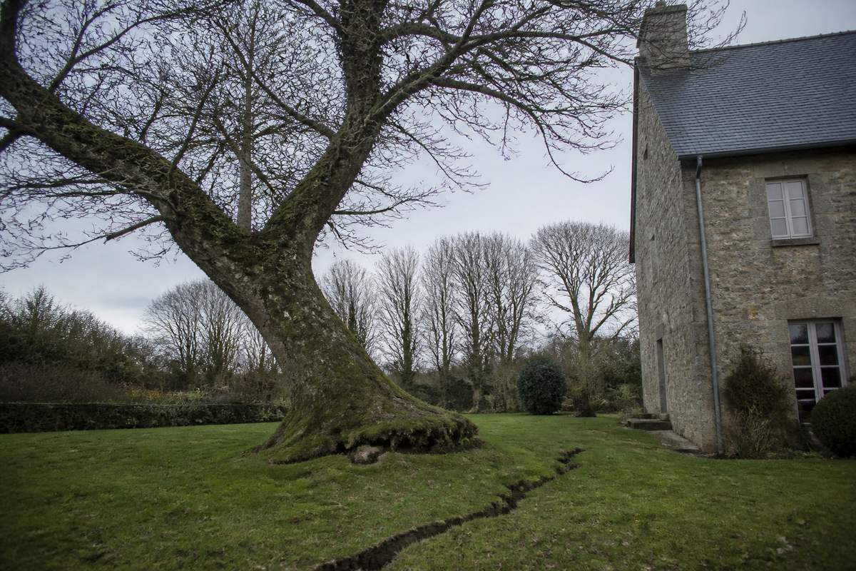 Grand arbre penché vers la toiture en ardoise d'une maison normande, motte racinaire soulevée et fissure du sol visible au pied