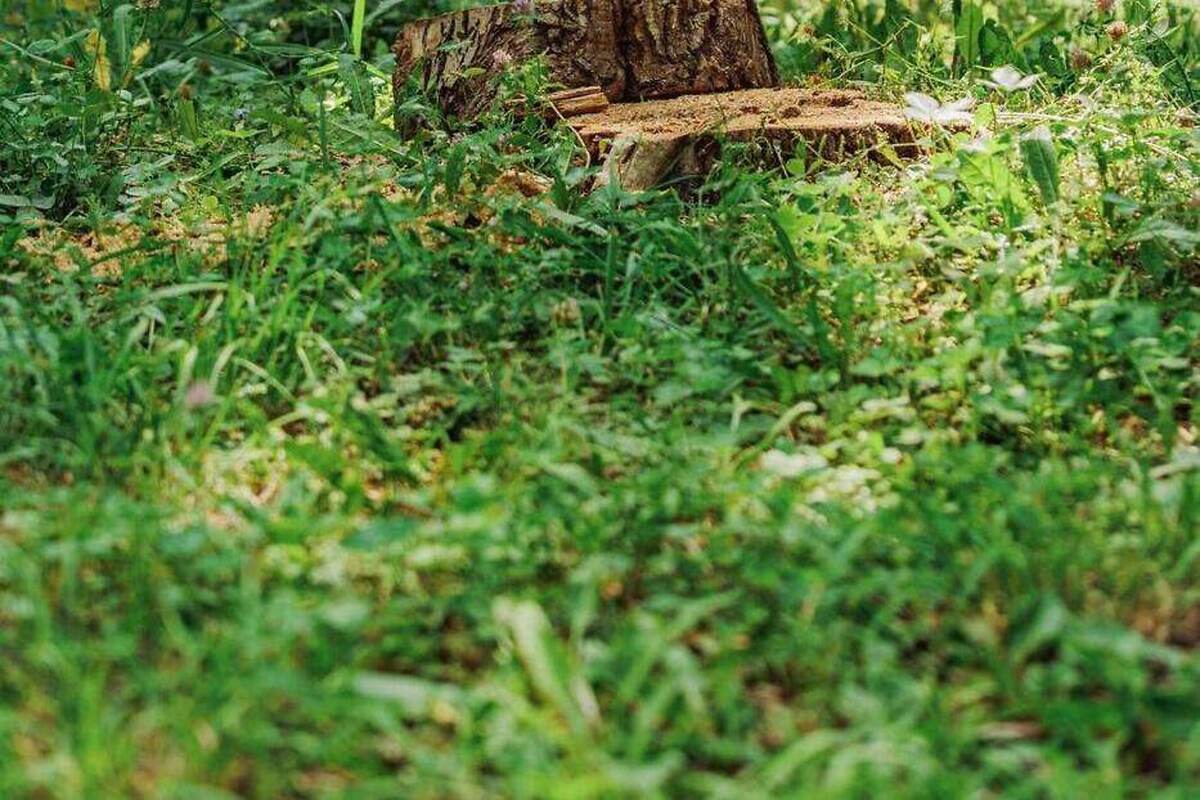 Herbes hautes et ronces reprenant une souche fraîchement coupée sur un terrain à l'abandon, en lisière boisée