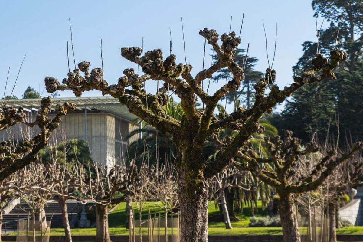 Platane taillé en hiver dans un parc, branches charpentières nues terminées par des têtes de saule, sous un ciel dégagé