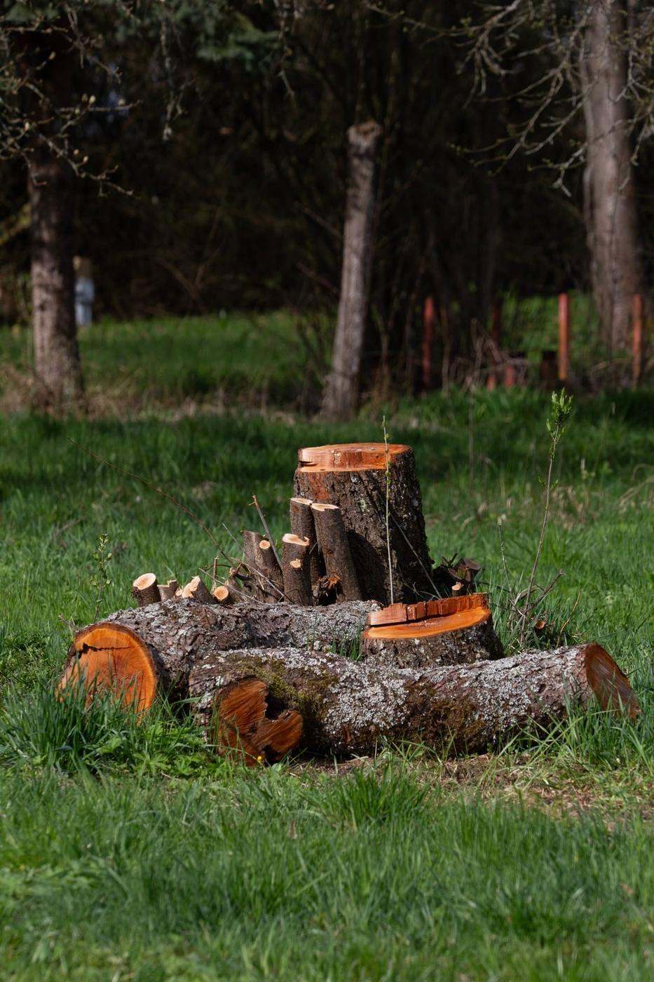 Souche fraîchement coupée et billes de bois tronçonnées posées dans l'herbe