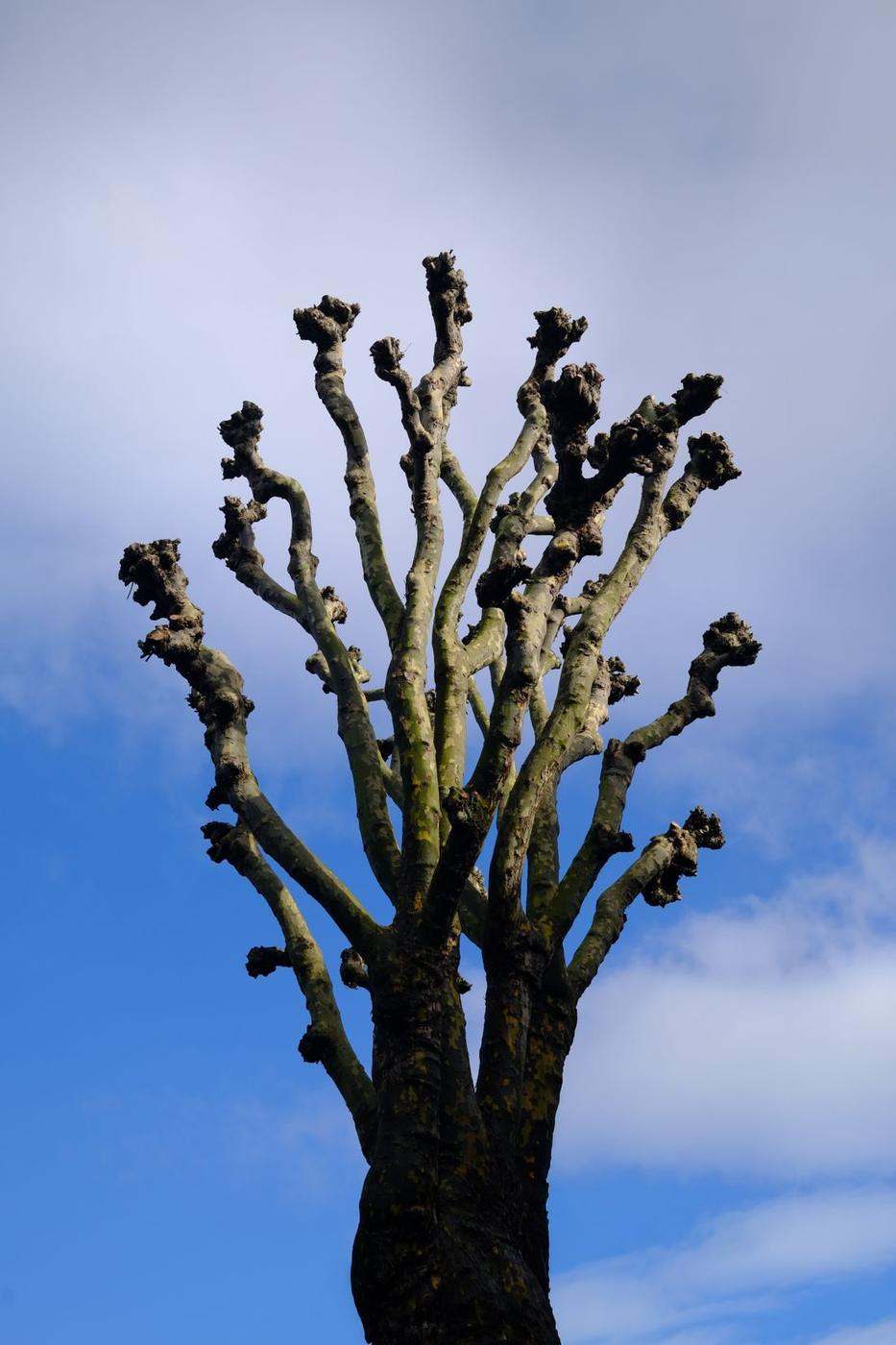 Arbre têtard rabattu après une taille de restructuration, charpentières nettes sur ciel bleu