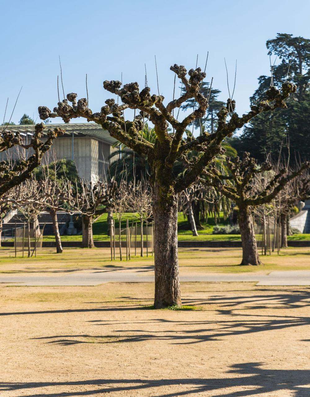 Parc arboré entretenu, arbres taillés alignés sur une pelouse tondue