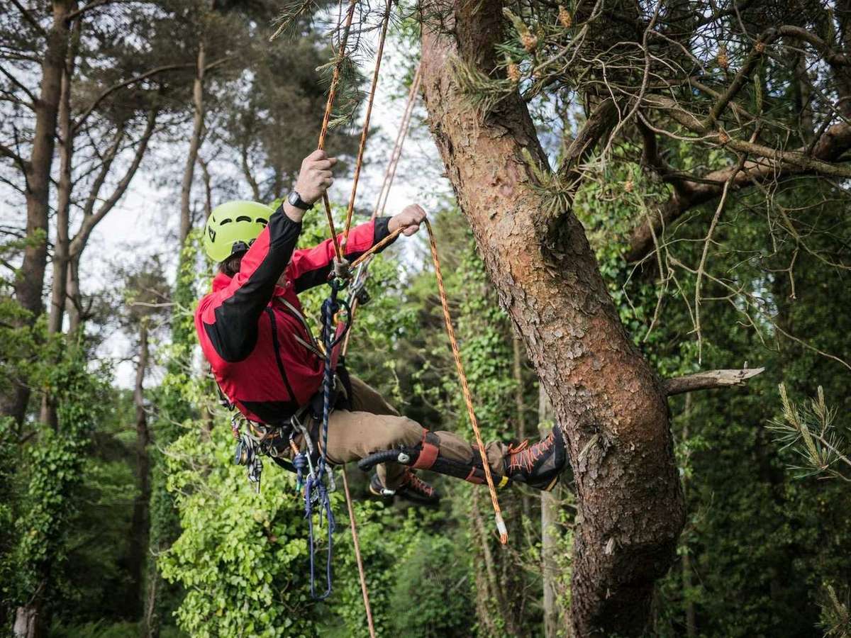 Arboriste-élagueur encordé, casque et harnais, progressant le long du tronc d'un grand pin