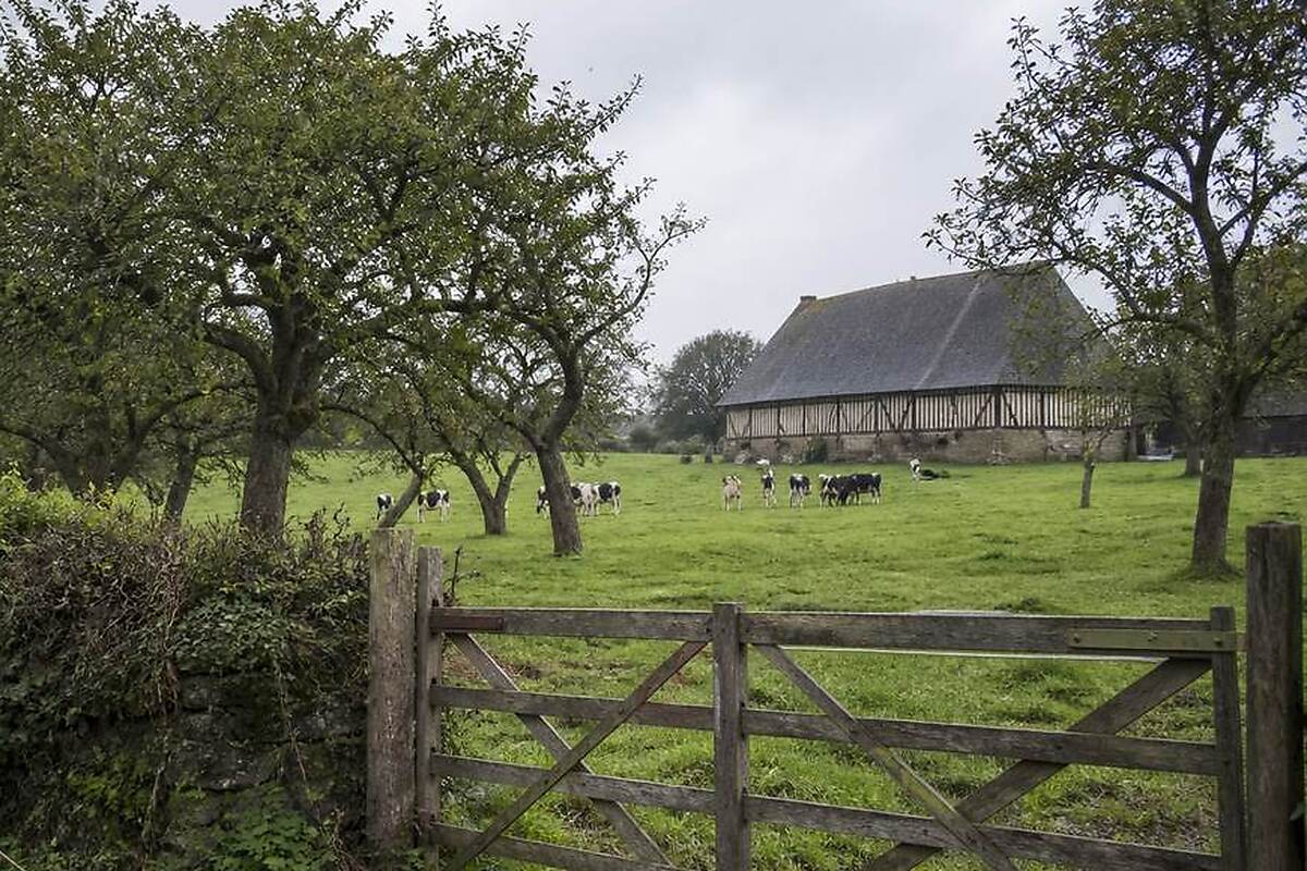 Pommiers à cidre en bordure de pré, grange à pans de bois et barrière en bois, dans le paysage de vergers du Pays d'Auge autour de Beuvron-en-Auge