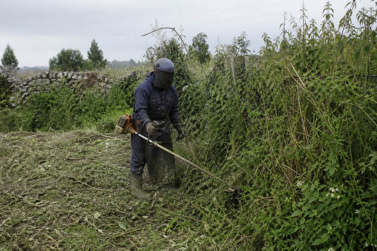Ouvrier en équipement de protection débroussaillant une parcelle envahie de ronces, moitié du terrain déjà dégagé jusqu'à la terre nue