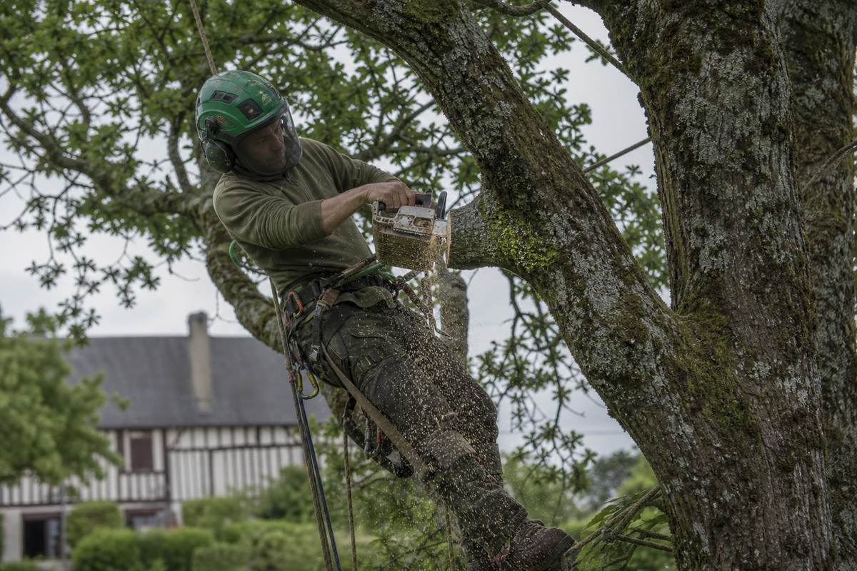 Arboriste-élagueur encordé dans la couronne d'un chêne, taillant une branche à la tronçonneuse devant une maison à colombages normande