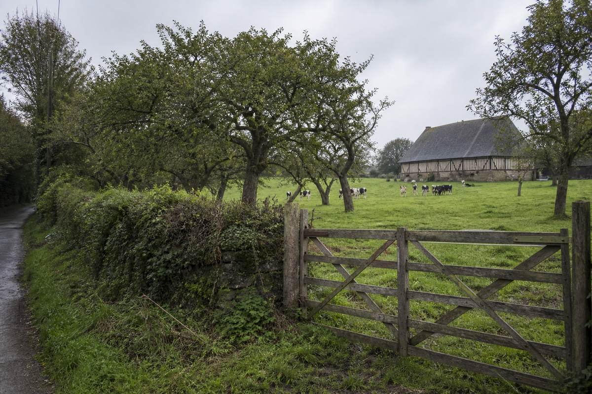 Verger de pommiers à cidre du Pays d'Auge bordé d'une haie bocagère dense et d'une barrière en bois, prairie et grange à colombages au fond