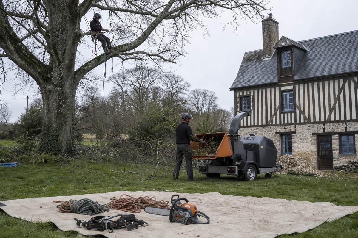 Chantier d'élagage en cours dans un grand jardin normand : arboriste encordé, broyeur en marche et matériel de grimpe posé au premier plan