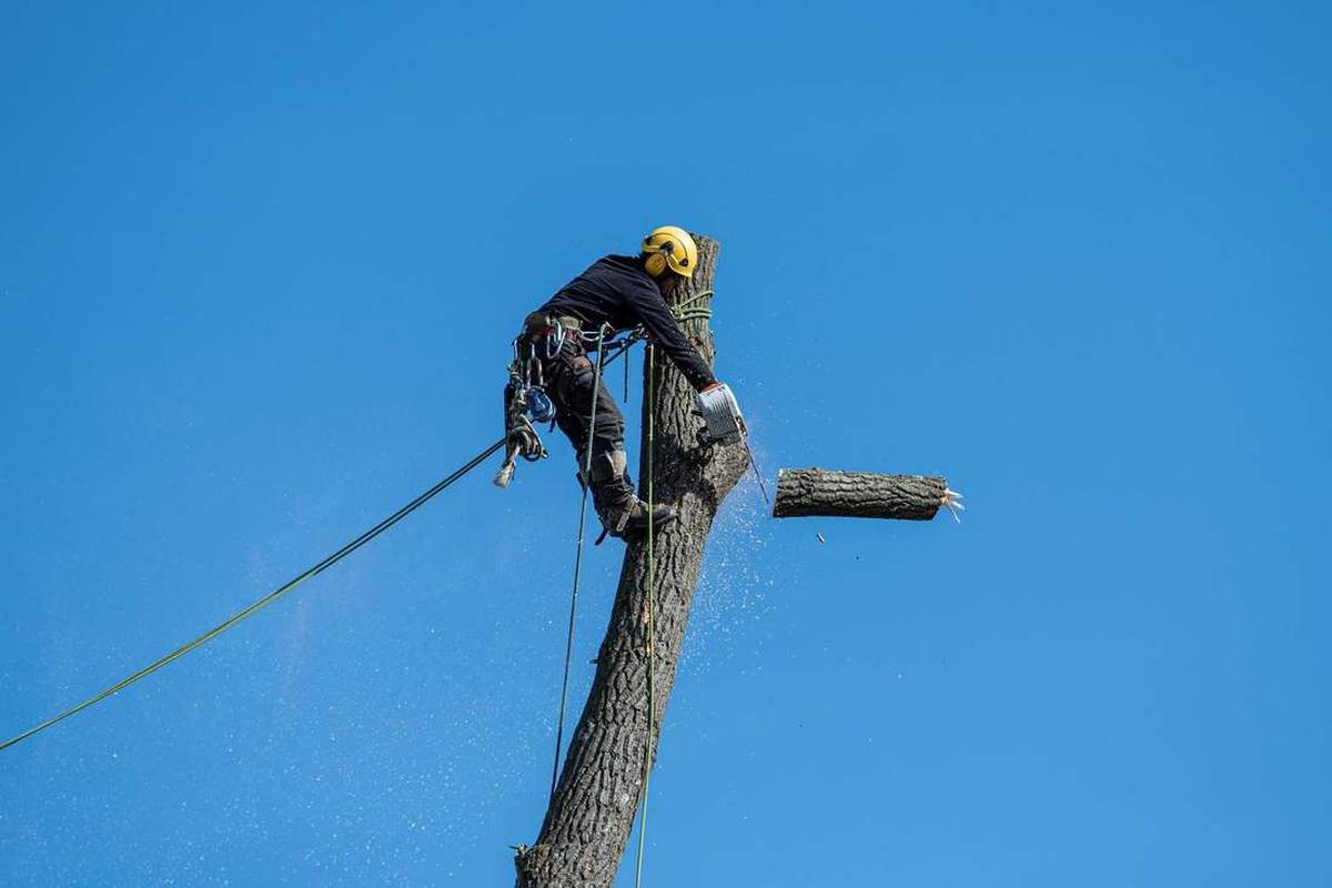 Arboriste-élagueur encordé en pleine descente de bille sur un tronc, technique utilisée sur les jardins en forte pente des Hauteurs de Trouville-sur-Mer