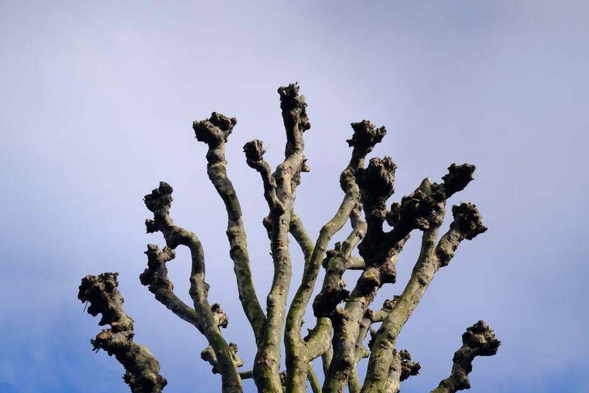 Houppier d'un grand arbre taillé en trogne, branches rabattues en bouquet contre le ciel — la technique utilisée sur les peupliers noirs et les saules blancs du marais de Varaville