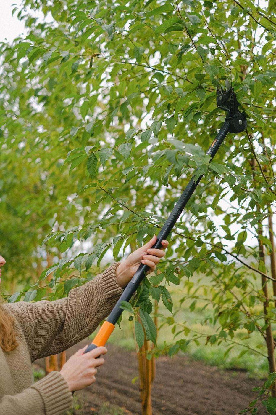 Jardinière taillant les rejets d'un jeune arbre à la perche élagueuse